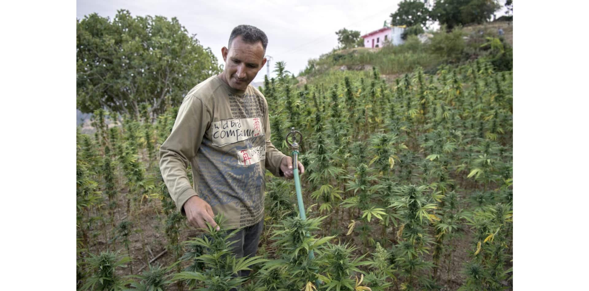 Morocco: Cannabis Legislation but the Devil in the Details